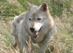 wolf