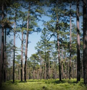 When men came, the found a forest they could drive their wagons through. - Longleaf Alliance Photo