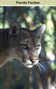 floridapanther