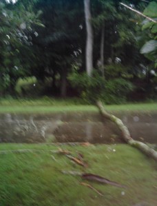 According to tradition, falling trees take precedence over writing new stuff.