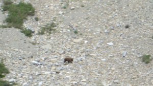 Grizzly bear near Many Glacier - Photo by Barry Campbell