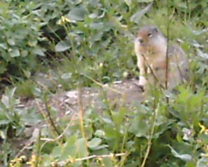 Ground Squirrel at Logan Pass - Photo by Lesa Campbell
