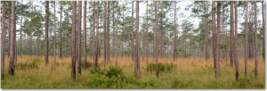 Pine flatwoods, typical of much of the areas national forests