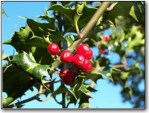 Holly