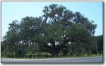 Live Oak