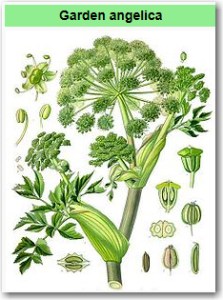 angelicaroot
