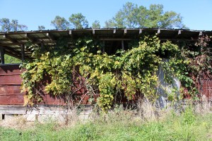 Vines do their work slowly, but thoroughly. 