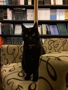 Some say black cats bring good luck and some say they bring bad luck. (I opt for good.) - Wikipedia photo