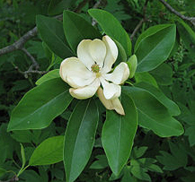 Sweetbay Magnolia - Wikipedia photo