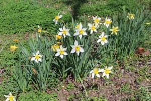 First sign of lawn mowing season.