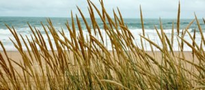 Photo from official Conroy website.