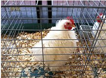 Frizzle chicken - Wiipedia photo