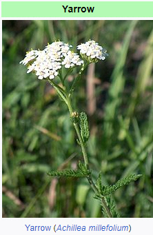 Good Plants: Yarrow – Malcolm's Round Table
